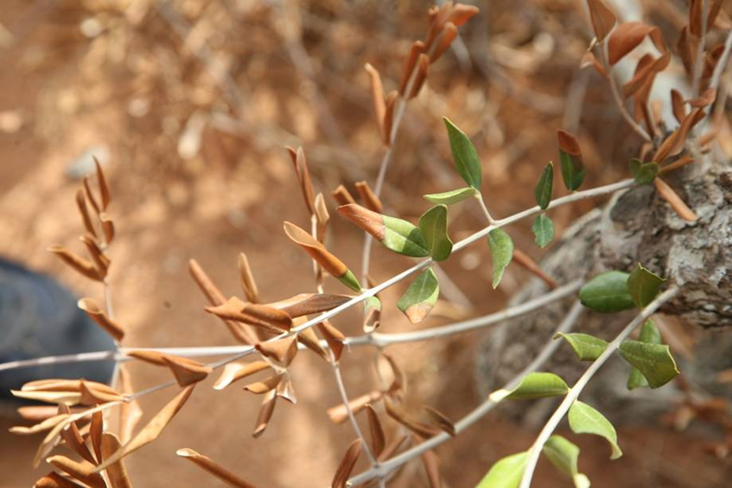 Efectes de la xylella fastidiosa.
