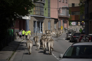 Transumància amb vaques brunes del Pirineu