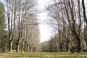Olot