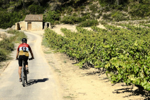 Vinyes de la DO Conca de Barberà