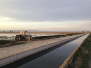 Arrossars del Delta de l'Ebre