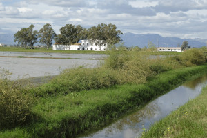 Arrossars del Delta de l'Ebre
