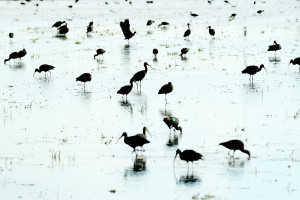Avifauna al Delta de l'Ebre
