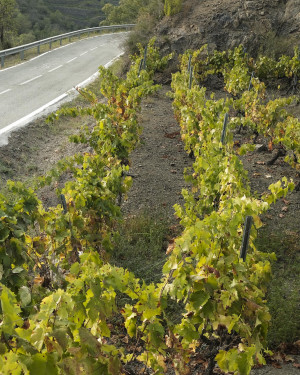 Priorat