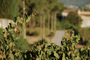 Paisatge de vinya