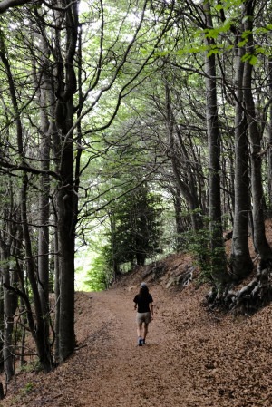Fageda de Santa Fe