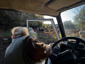 Esquellada amb la vaca de l'Albera