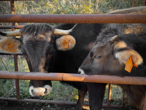 Esquellada amb la vaca de l'Albera