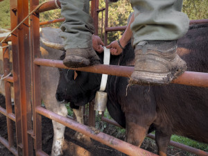 Esquellada amb la vaca de l'Albera