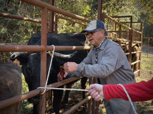 Esquellada amb la vaca de l'Albera