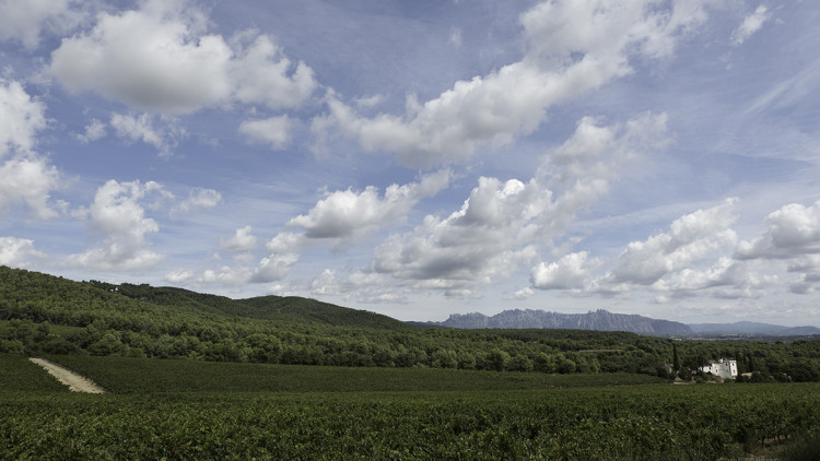 Paisatge del Penedès, amb Montserrat al fons. Eliseu T. Climent