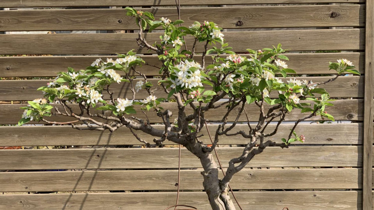 Bonsai del Jardí Botànic de Barcelona. EMB, 2021