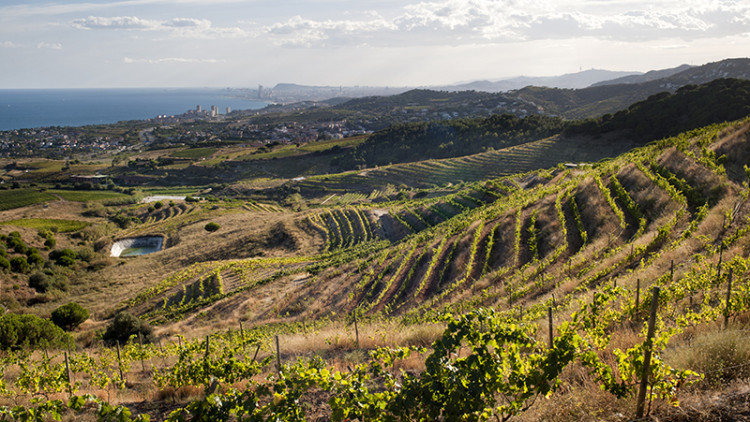 Serralada litoral (Alella). Diputació de Barcelona