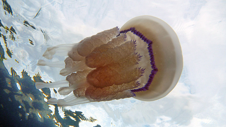 L’increment de la temperatura del mar pot brindar una oportunitat a espècies termòfiles que produeixen compostos amb potencial bioactiu. És el cas de meduses com Rhizostoma pulmo amb potencial bioactiu citotòxic. Toni Font