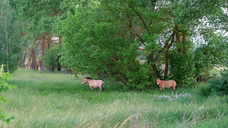 Tres dècades després de l’accident que va arrasar Txernòbil, la biodiversitat s’ha recuperat convertint aquesta zona en una mena de laboratori evolutiu. Els cavalls salvatges de Przewalski no estaven en la zona de Txernòbil en el moment de l’accident, però a la fi dels noranta un grup d’uns trenta exemplars va ser alliberat perquè per mitjà de la seua alimentació controlaren l’expansió del bosc. Vint anys després de ser introduïts, uns 150 cavalls de Przewalski viuen en la zona i tenen una taxa elevada de reproducció. Germán Orizaola