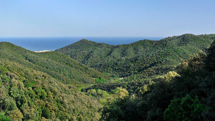 Montnegre