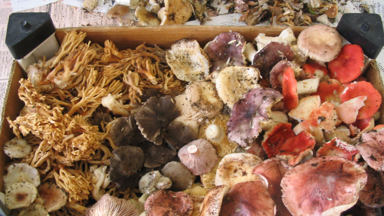 Bolets. Jordiferrer, CC BY-SA 3.0, via Wikimedia Commons