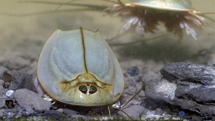Les tortuguetes o Triops són una espècie emblemàtica que va conviure amb els dinosaures. Michael Korn