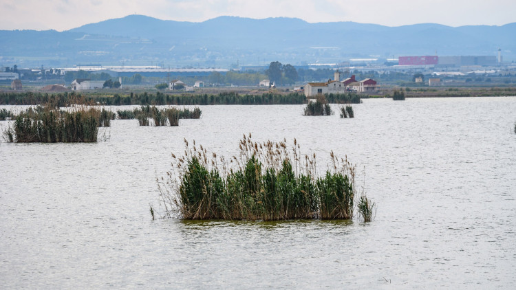 L'albufera de València. Europa Press