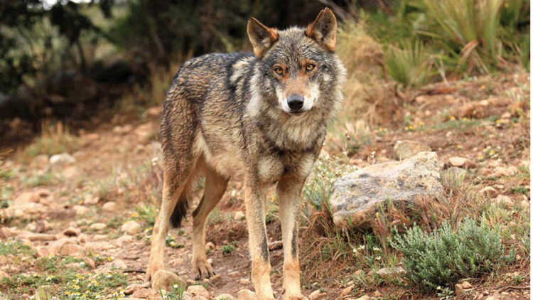 La relació entre els humans i el llop sempre ha estat controvertida. Ambdós som depredadors i la lluita desigual féu extingir aquest magnífic carnívor de bona part de la península Ibèrica. Lluís Morera
