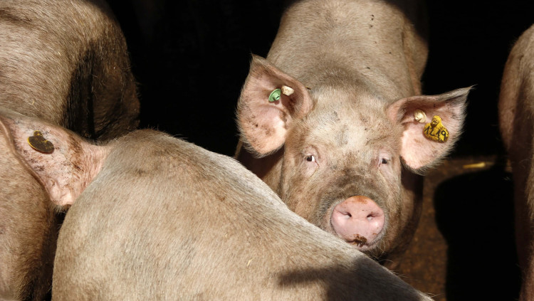 Pla curt d'un porc de la granja Can Barrina, de Santa Cecília de Voltregà. Agència Catalana de Notícies