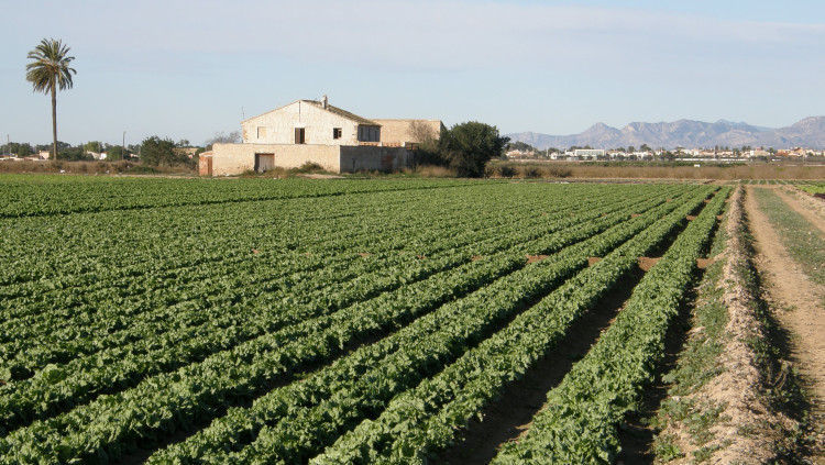 Casa de camp al Camp d'Elx