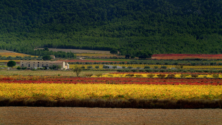 Alcarràs