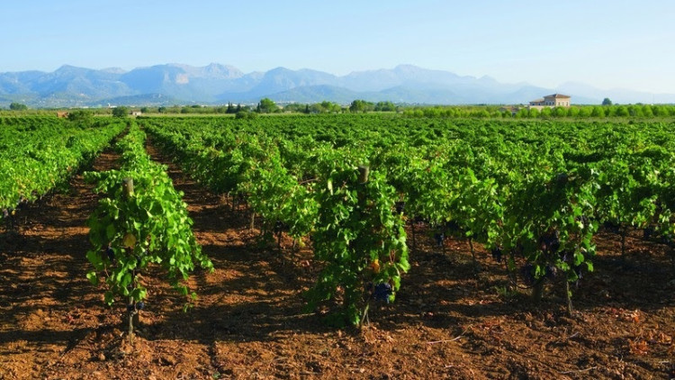 Vinyes de les Illes Balears| Europa Press