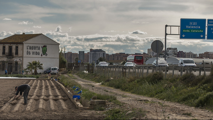 Camps d'horta amenaçats per ampliacions de carreteres| Miguel Lorenzo