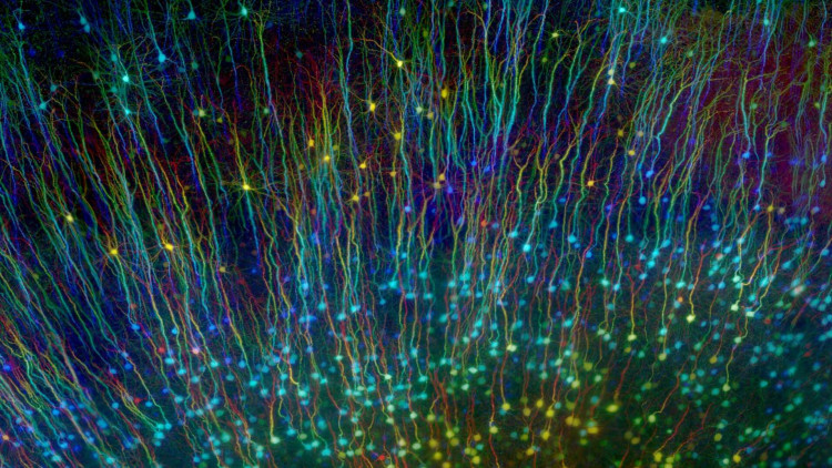 Un mar de neurones - Grup de recerca de James Sharpe EMBL Barcelona – CRG ARTS VISUALS