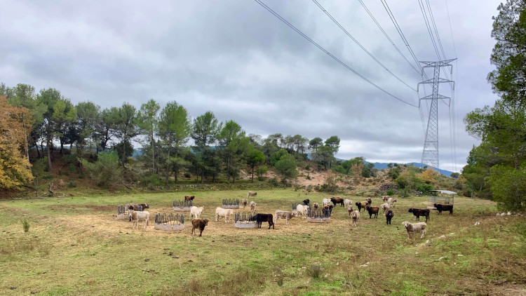 Territori rural de l’Anoia travessat per LAT.