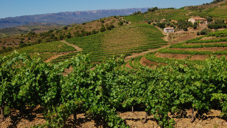 Vinyes al Priorat. Maria Rosa Ferré / Flickr