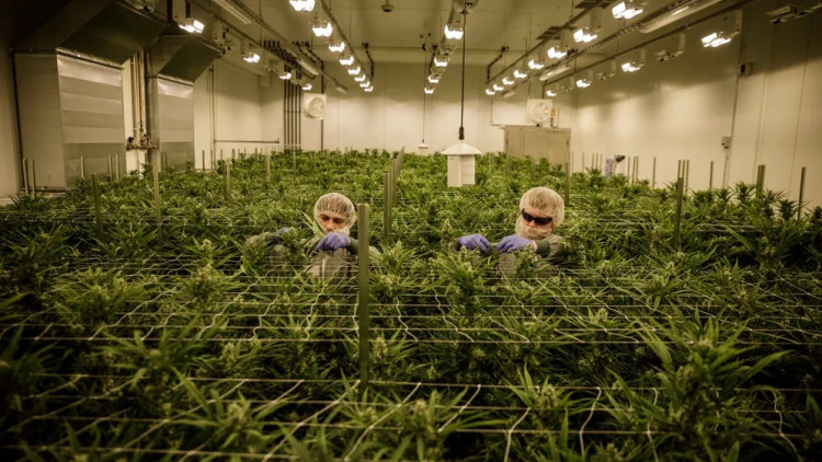 Una plantació de cànnabis que pertany a l’empresa Aurora Europe GmbH a la ciutat de Leuna. S’hi veuen treballadors que treuen els cabdells de la planta.. Der Spiegel