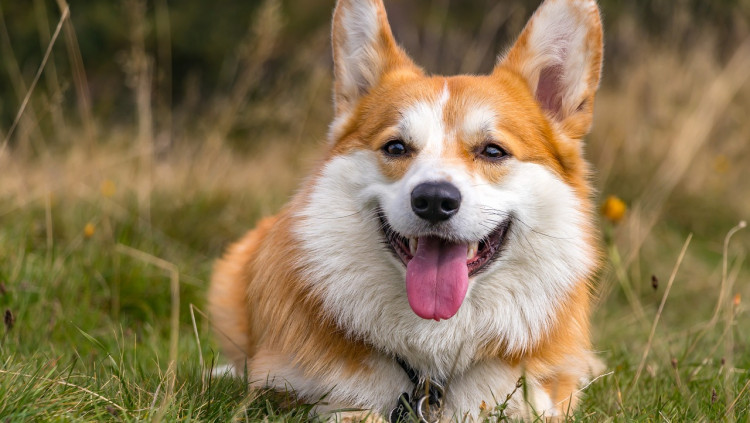 Gos de la raça Corgi descansant.