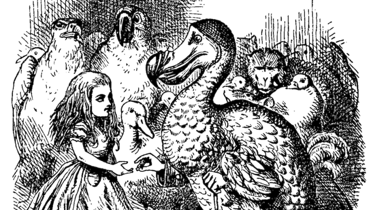El dodo segons John Tenniel a Alícia al país de les meravelles. John Tenniel