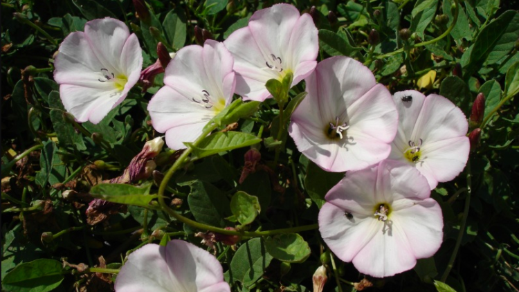 Campanetes o corretjoles