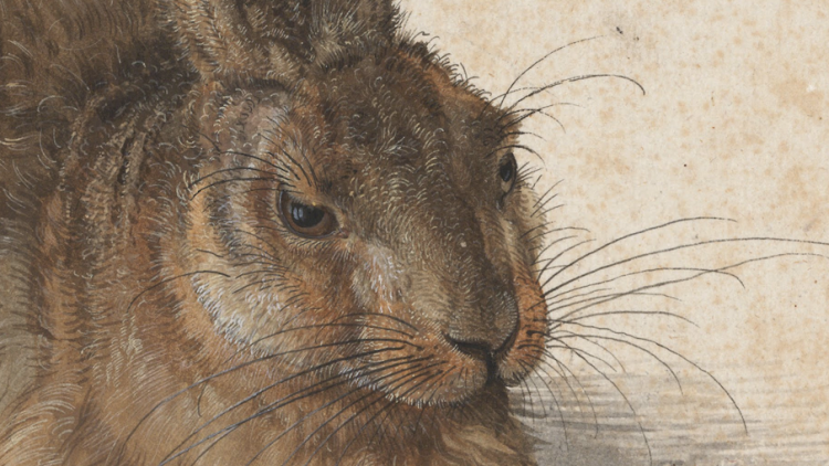 Detall de Llebre jove d'Albrecht Dürer. Dürer // Museu Albertina. Viena
