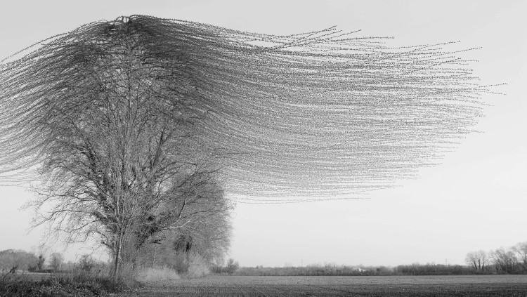 Ornitografia #222: Estornells comuns (Sturnus vulgaris) a Castelló d’Empúries (Alt Empordà), el 2022.. Xavi Bou
