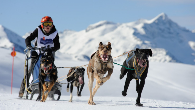 Campionat d'Espanya de trineos amb gossos a Baqueira Beret. Baqueira Beret