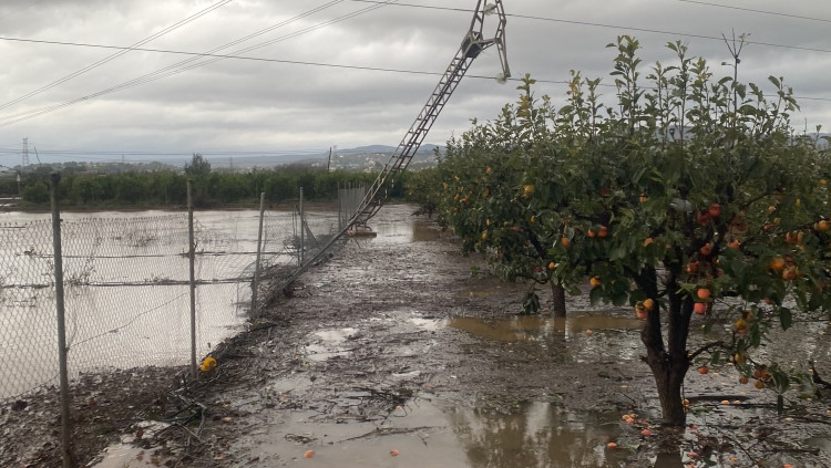 La gran dana del 2024 ha provocat un autèntic sotrac al sector agrícola valencià, amb especial afecció a comarques com ara la Ribera Alta, zona tradicionalment productora de cítrics i caquis| EL TEMPS