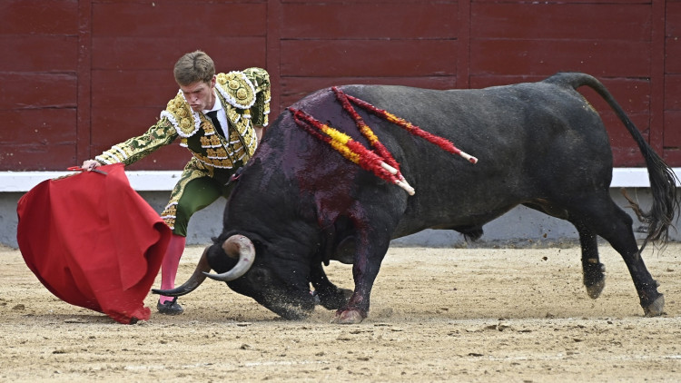 Les corregudes de toros gairebé han desaparegut de Balears