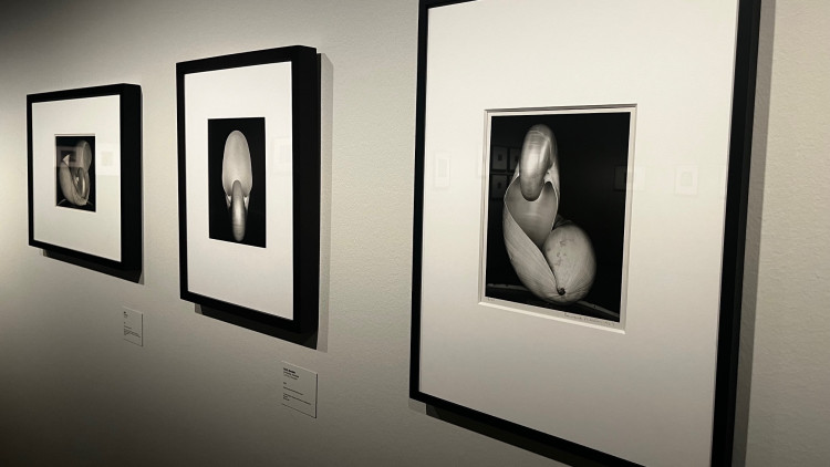 La sèrie Conquilles d'Edward Weston. Àlex Milian