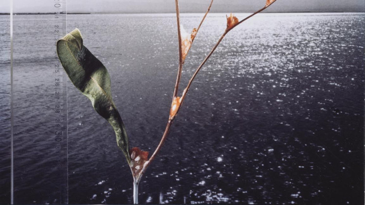 Una obra de Joan Fontcuberta sobre l'Albufera| Generalitat Valenciana. 