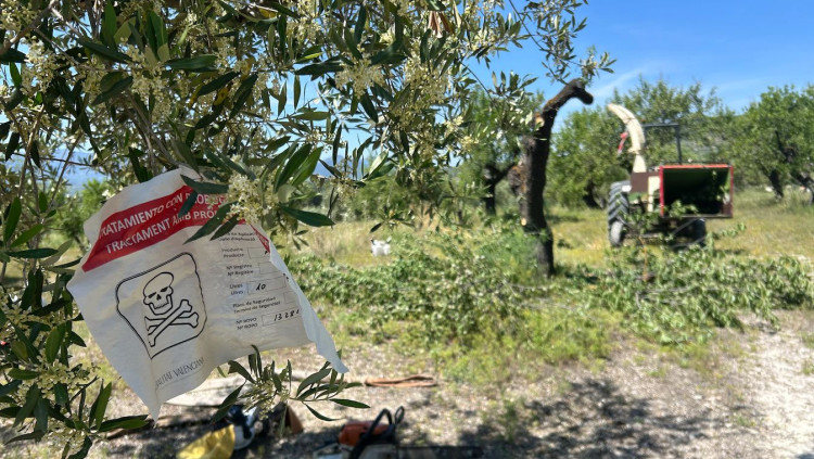 Camp afectat per la Xylella al Comtat.. Violeta Tena