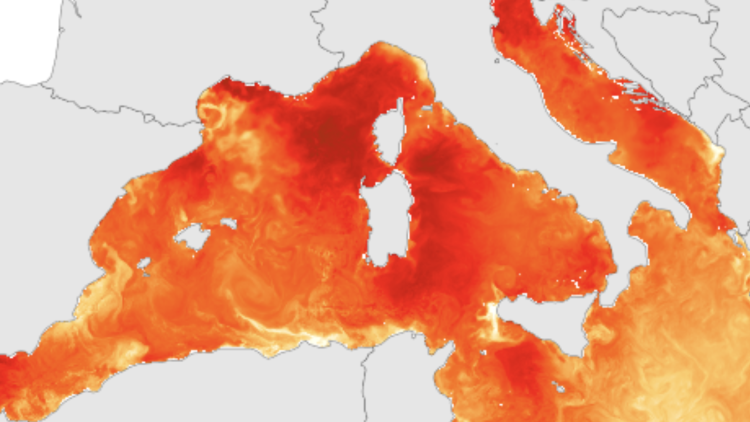 Anomalia tèrmica de la Mediterrània, segons la plataforma de monitorització Medmos.. CEAM