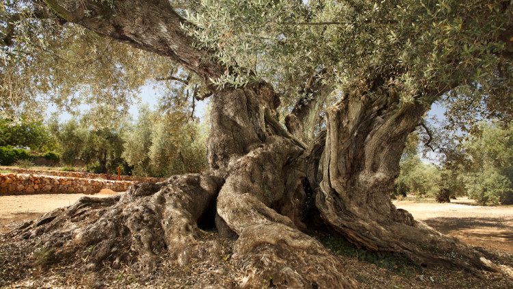 Una de les oliveres més destacades del Fondo d’Arion, al municipi d’Ulldecona.  El seu nom és Farga i es calcula que té 1.704 anys| Santi Martorell