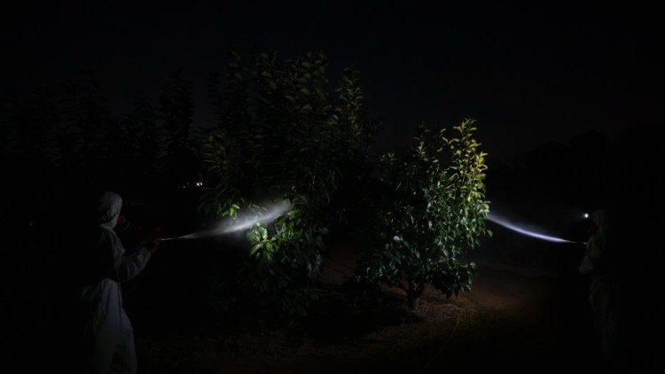 Fumigació en un camp de caquis en la Ribera| Marc Castells
