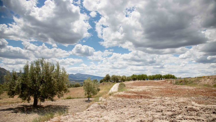 Un dels camps de cultius de Balones (Comtat) on ha intervingut la Generalitat per presència de Xylella. Pepe Olivares
