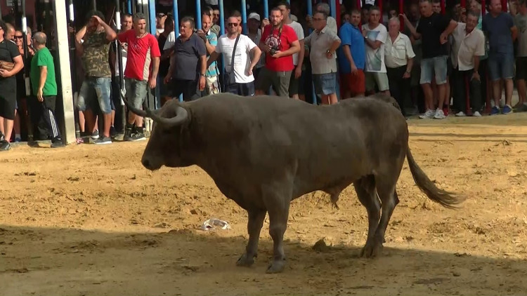 Bous al carrer a Foios