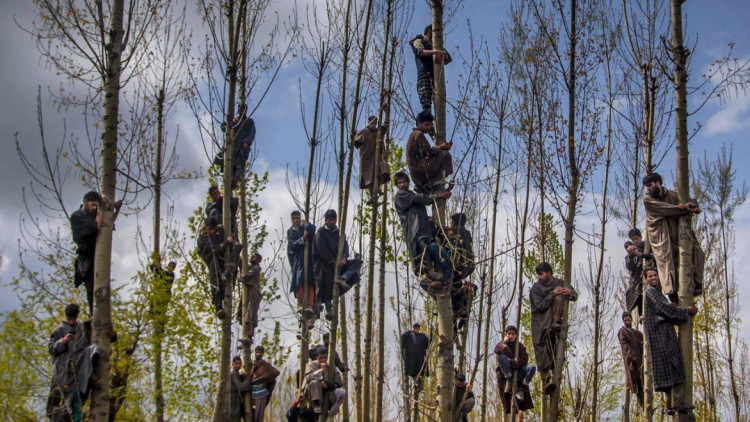 Musulmans del Caixmir enfilats als arbres per veure passar el seguici fúnebre de Waseem Malla, presumpte activista del Hizbul Mujahideen, un grup caixmir pro-pakistaní.. DAR YASIN / THE ASSOCIATED PRESS